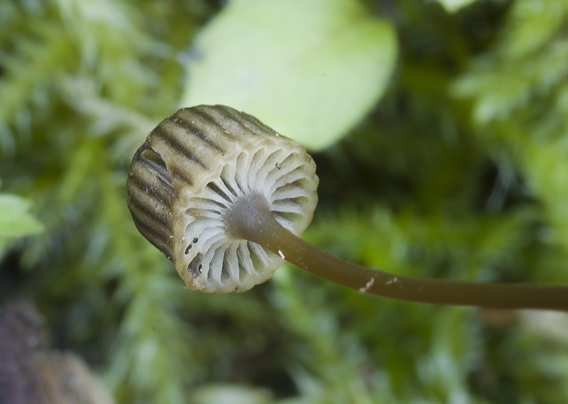 Mycena picta